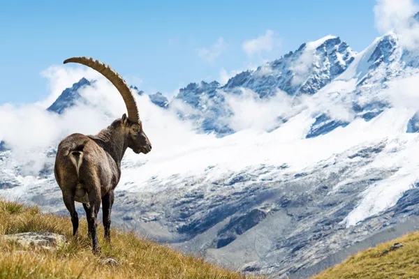Il regno degli stambecchi: pranzo al Rifugio Sella